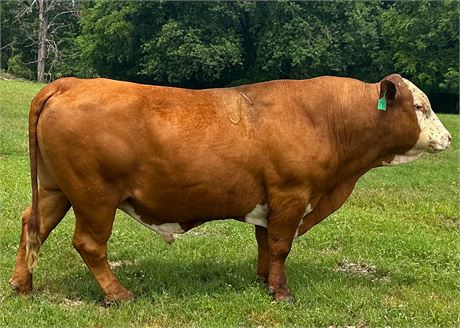 Bull 1907 - Fullblood South Poll Herd Sire