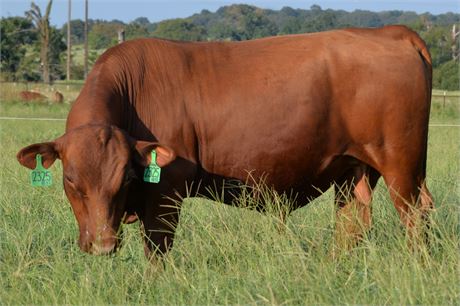 Bull 2325 - Purebred South Poll