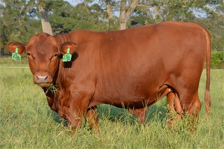 Bull 2316 - Fullblood South Poll