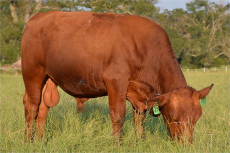 SALE PENDING - Bull 2313 - Fullblood South Poll