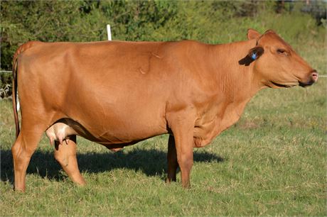 Bred Cow 1901 (Reg # 47155)