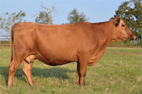 Bred Cow 2108 (Reg # 47163)