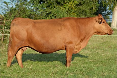 Bred Cow 15812 (Reg # 33831)