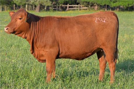 Heifer 2421 (Reg # 53783)
