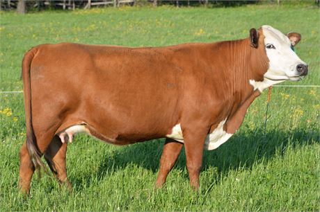 **OUT OF SALE** Pair 2157 "Dolly" & Steer Calf