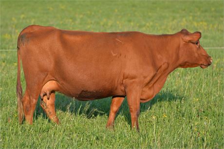 Pair 1733 (Reg # 47145) & Steer Calf 2543