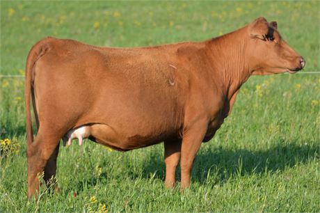 Pair 2261 (Reg # 47268) & Steer Calf 2453