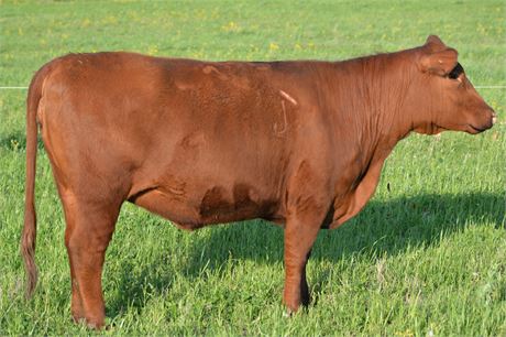 Heifer 2301 (Reg # 51402) "Trisha"