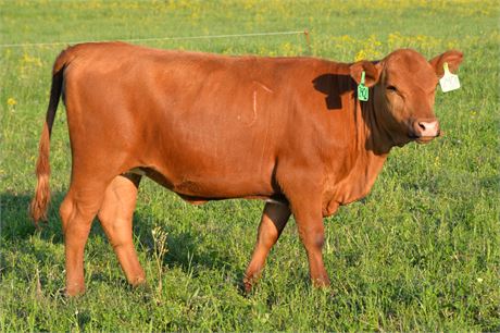 Heifer 2401 (Reg# 53773)