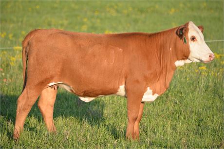 Heifer 2439 (Reg# 56797)