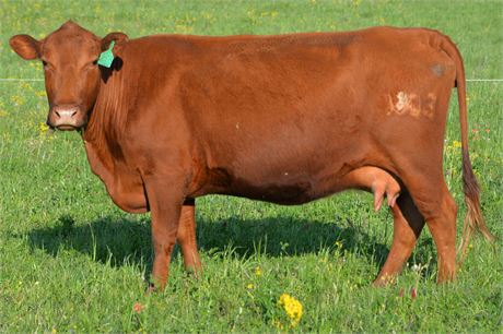 Pair 1803 (Reg # 46540) & Heifer 2548 (Reg # 62141)