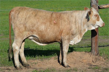 Heifer 2420 (Reg # 53782)