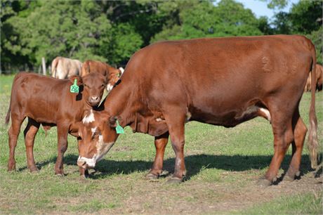Pair 2168 (Reg # 47179) & Steer Calf 2510