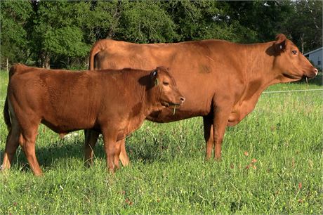 Pair 2175 (Reg # 47182) & Steer Calf 2460