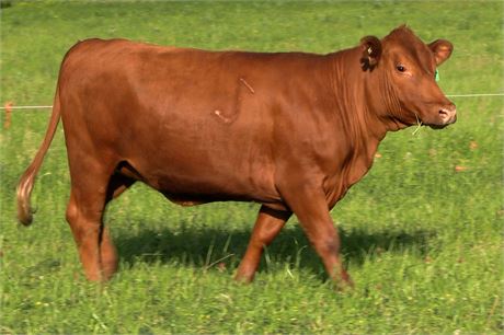 Heifer 2327 (Reg # 51383)