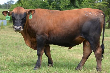 Bull 2431 "Fonz" - Reg # 65458