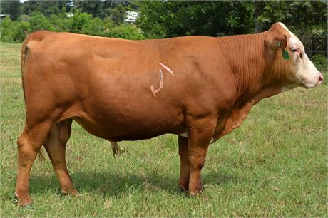 Bull 2408 "Sonny" - Reg # 65245