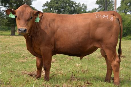 Bull 2443 "Laddie" - Reg # 65485