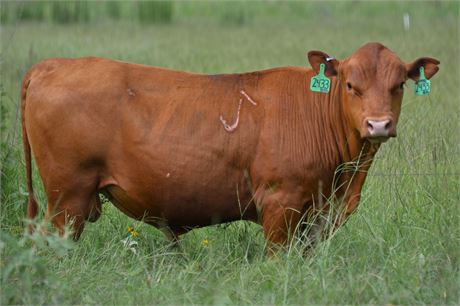 Bull 2433 "Tudor" - Reg # 65661