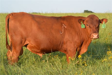 Bull 2425 "Alex" - Reg # 65252