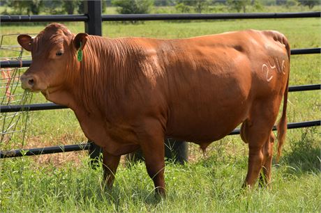 Bull 2416 "Tom" - Reg # 65250