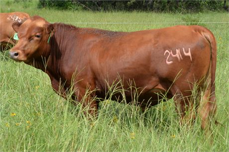 Bull 2414 "Peter" - Reg # 65248