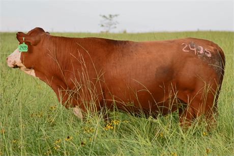 Bull 2435 "Frederick" - Reg # 65660