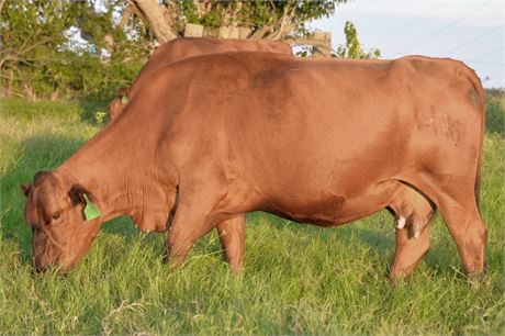 Bred Cow 1406 (Reg # 35716)