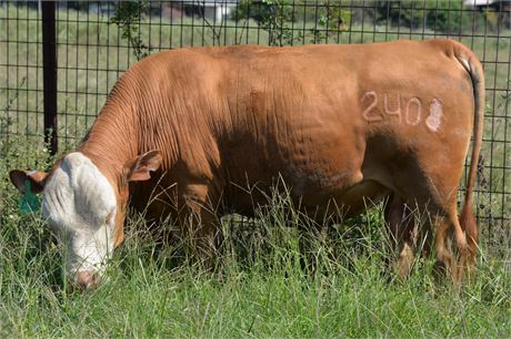 Bull 2408 "Sonny" - Reg # 65245