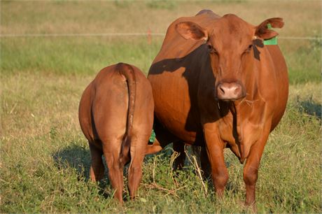 Cow 1927 & Bull Calf 2554 (Reg # 41714 & 67053)