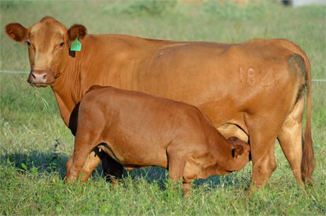 Bred Cow 1821 & Heifer Calf 2555 (Reg # 43884 & 65789)