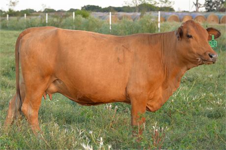 50% SP Pair 2322 & Steer Calf 2553