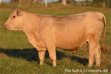 75% SP Bull "Spencer" - 13 months