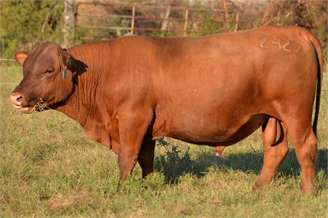***SALE PENDING***  Fullblood Bull "Stuart" - 20 months
