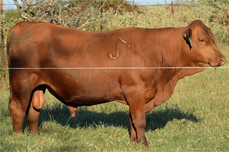 Fullblood Bull "Arthur" - 20 months