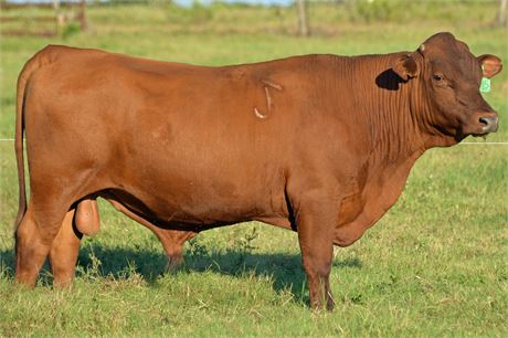 Fullblood Bull "Rupert" - 20 months