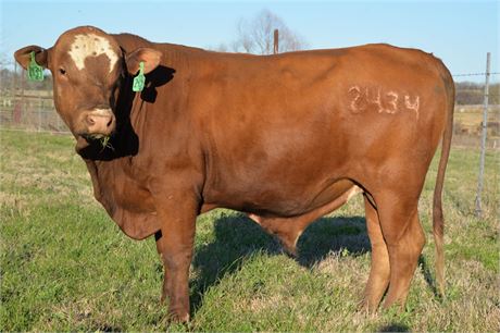 ***SALE PENDING*** Bull 2434 "Prince" - Reg # 70845