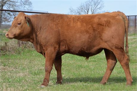 Bull 2462 - Reg # 70847