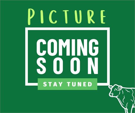 Fullblood Heifer 2454