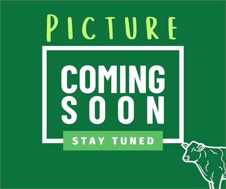 Fullblood SP Pair 1729 & Bull Calf 2659