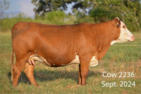 75% SP Pair 2236 & Bull Calf 2651