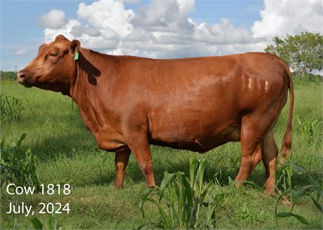 Fullblood SP Pair 1818 & Bull Calf 2619