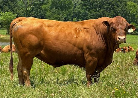 Semen (Regular) - Bull 1948