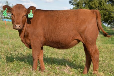 Fullblood Heifer 2549