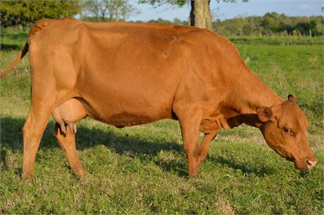 Fullblood SP Pair 1826 & Heifer Calf 2646