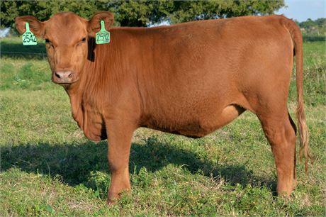 Fullblood Heifer 2542