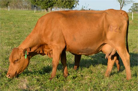 Fullblood SP Pair 1826 & Heifer Calf 2646