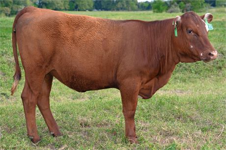 Fullblood Heifer 2503