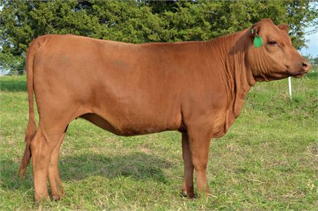 Fullblood Heifer 2454