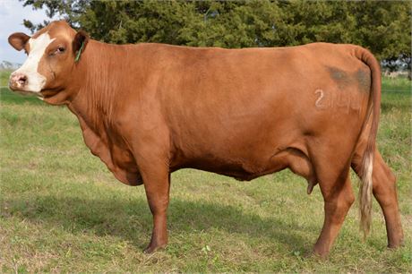 Fullblood SP Pair 2144 & Bull Calf 2628